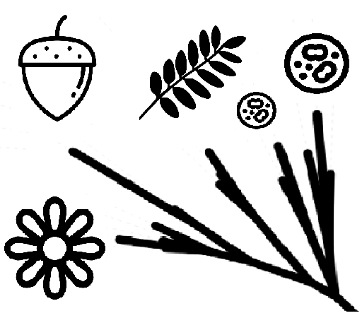 plant-phylogeny
